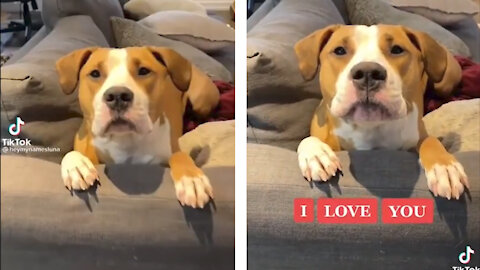 Adorable dog says I LOVE YOU 💗