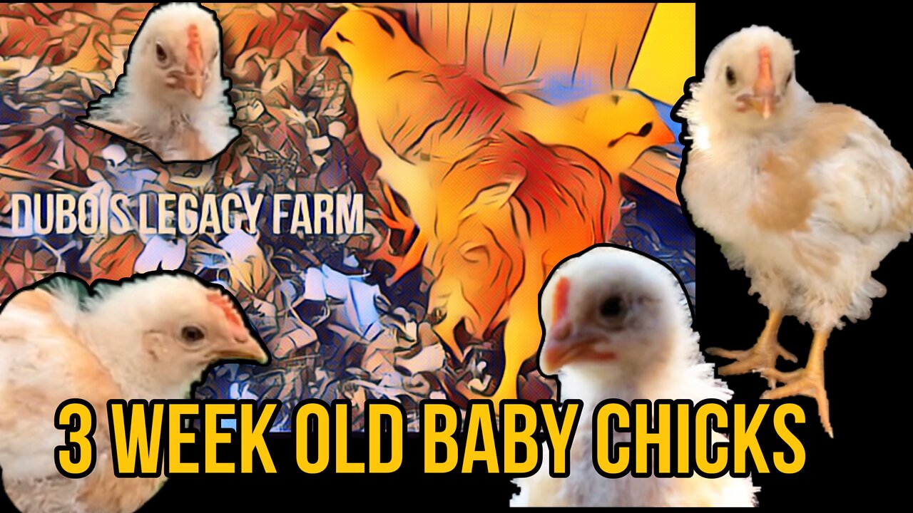 3 Week Old Baby Chicks Raised By Broody Mama Hen