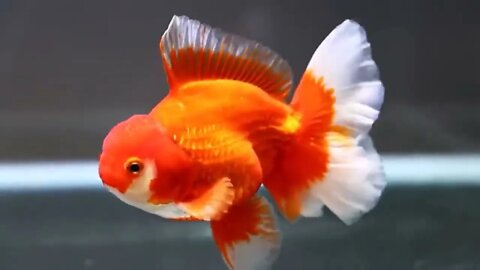 The most beautiful fish on earth | Best beautiful quality goldfish55 8