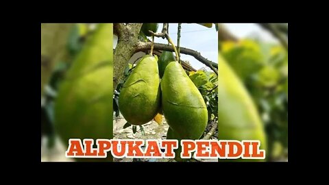 ALPUKAT PENDIL UNGGUL