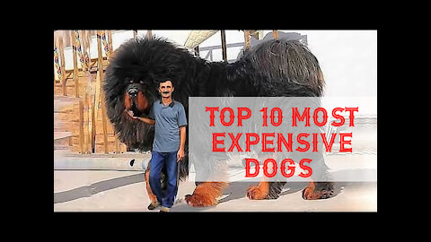 Top 10 Most Expensive Dogs