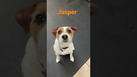 [Shorts 0049] JASPER [#dogs #doggos #doggies #puppies #dogdaycare]