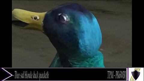 TPM - PK6WBJ - The big sad duck quacketh