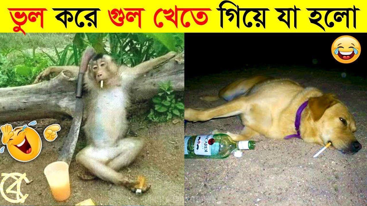 পশুদের মজার কর্মকান্ড ক্যামেরায় ধরা পড়া | Funny Animals Video