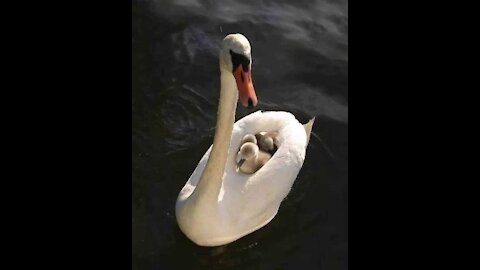 Child duck