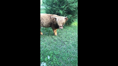 This is Ruby, an adorable cow