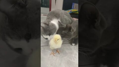 ۴ دسامبر ۲۰۲۲
