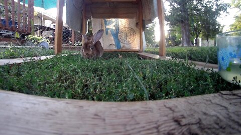 Lady the rabbit eating some green