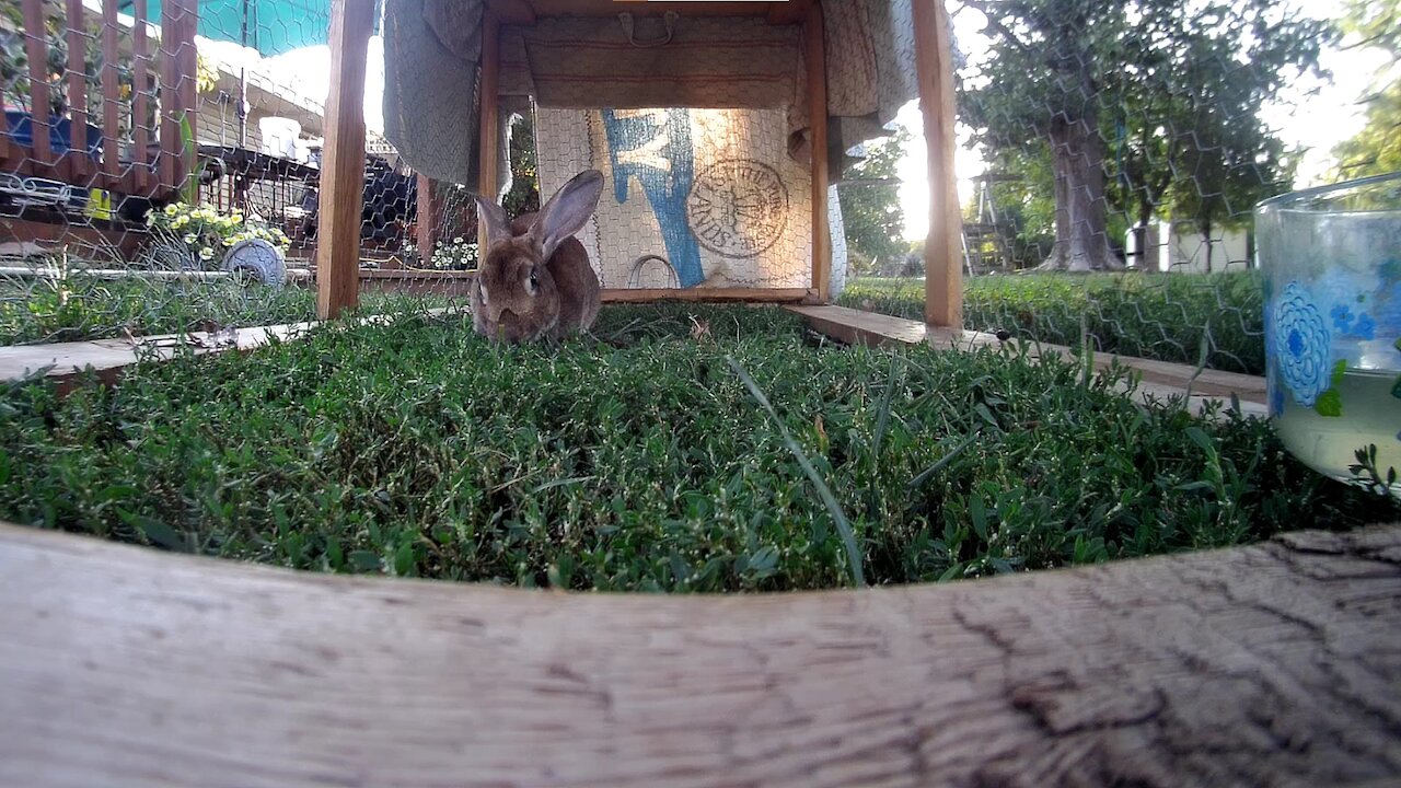 Lady the rabbit eating some green