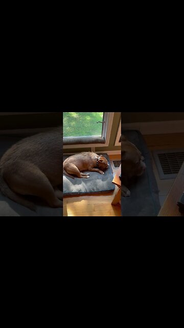 Pig Dog & Moo. Will they eat black licorice?