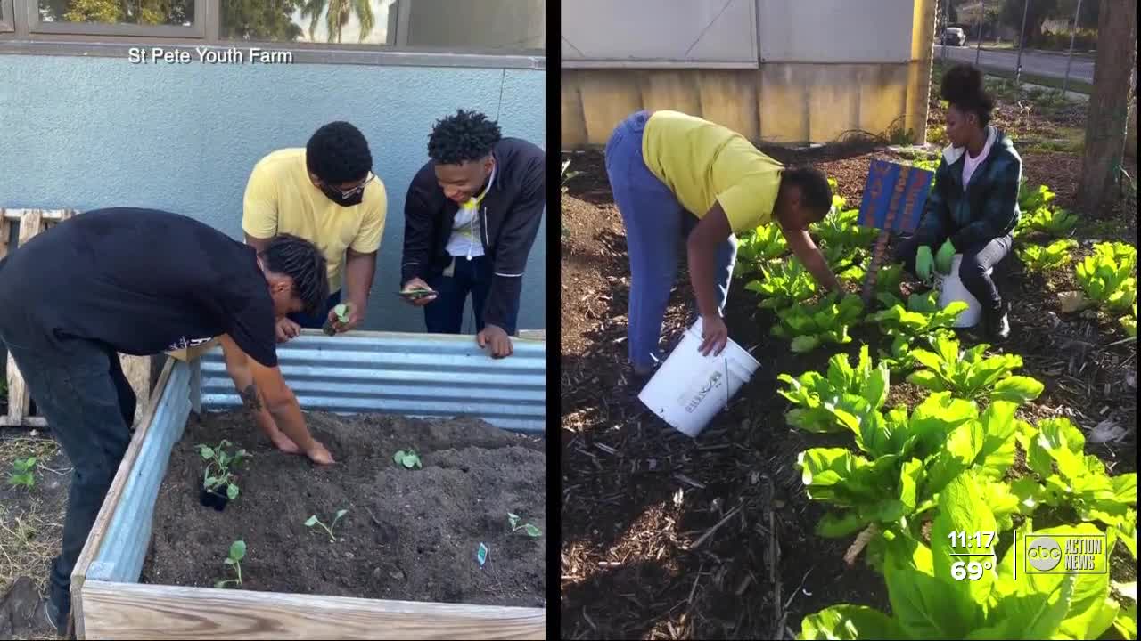 USF St. Petersburg campus receives grant to help bring hydroponic greenhouse project to St. Pete