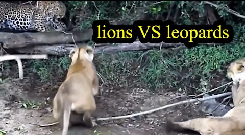 leopard facing a pack of lions