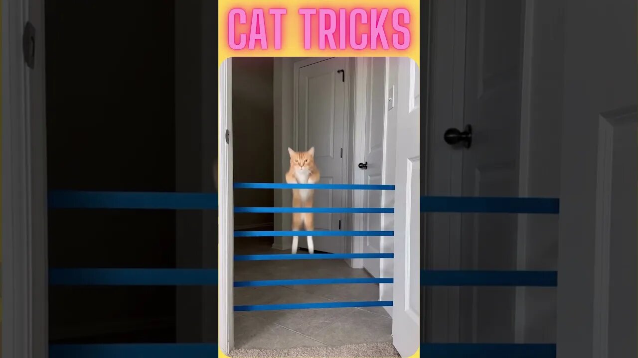 Cat tricks