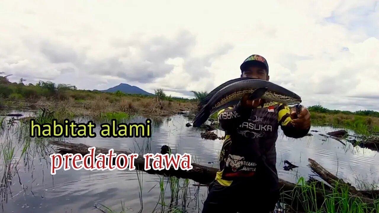 MANCING IKAN GAUS DI SPOT TERGANAS !!! MONSTERNYA SAMPAI KELUAR KANDANG