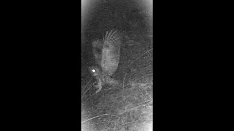 2021 Northern Wilderness Trailcam - Part 3