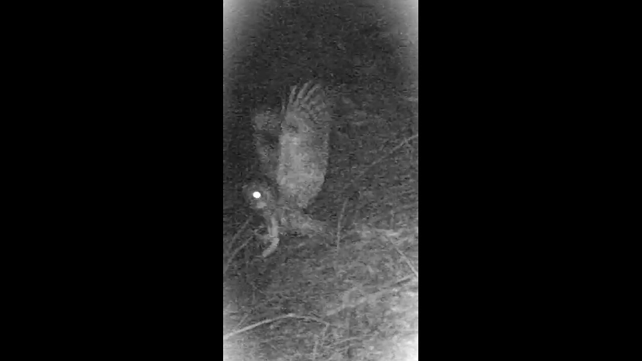 2021 Northern Wilderness Trailcam - Part 3