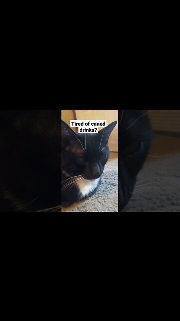 Kitty ad 2 #shorts #shortsvideo #shortsfeed