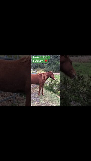 Banjo my beautiful brumby boy ❤️#brumby #guyfawkesheritagehorses