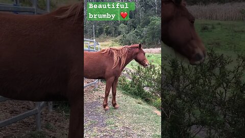 Banjo my beautiful brumby boy ❤️#brumby #guyfawkesheritagehorses