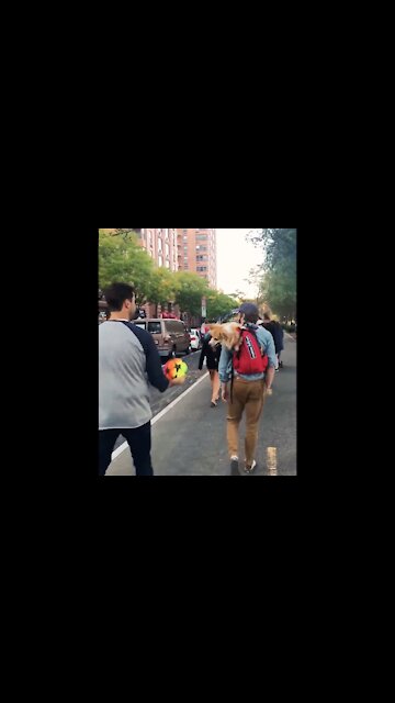 Corgi heads football back to the man