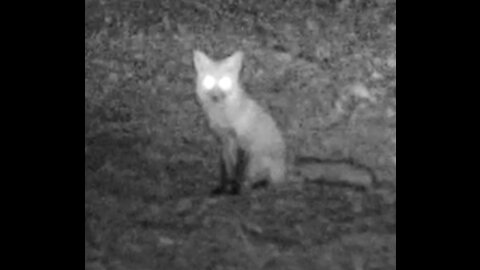 TrailCam Busy Intersection of Critters