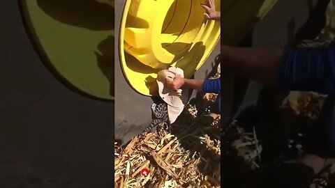 Vejam um filhote de onça encontrado no meio da colheita de milho por agricultores