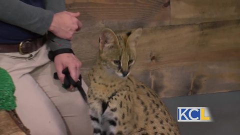 Meet Zara the serval
