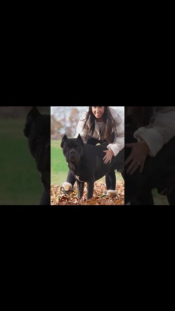 Cane Corsos Play In Leaves #shorts #funny