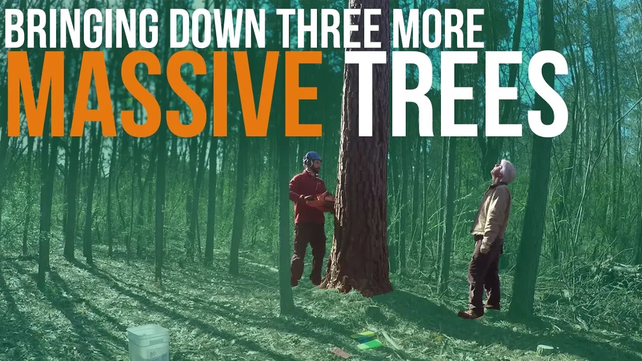 Cutting Down More Big Trees | Forest to Farm