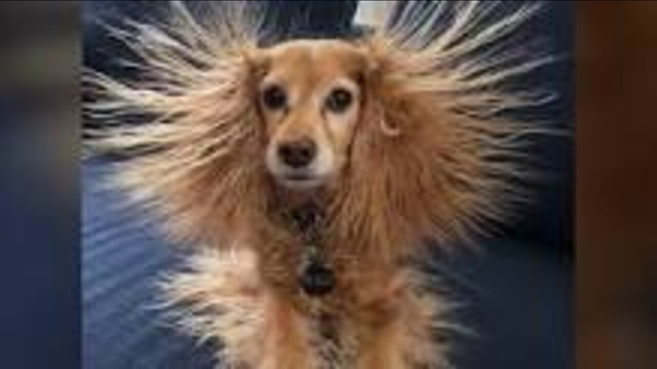 Best silly animal videos