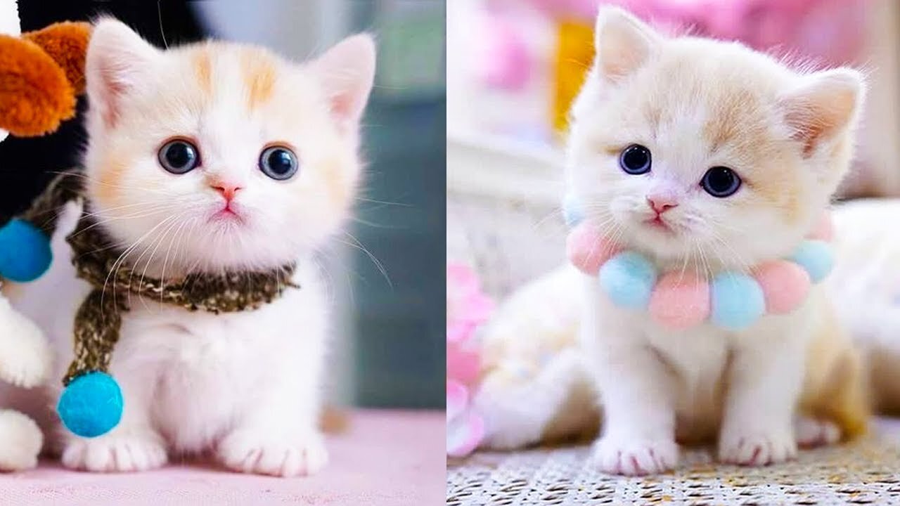 Cute Cat Videos 🐱🐱😄😄