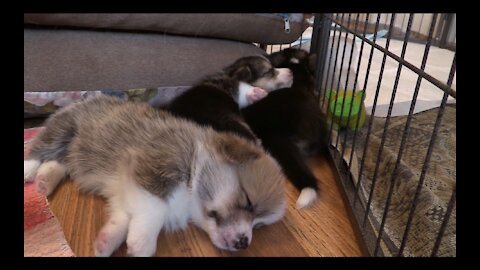 cute sleepy puppies and dreaming