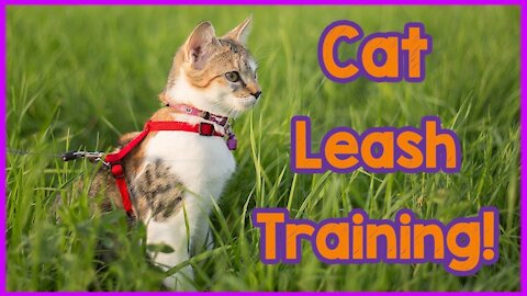 How To leash train a Cat in a Single Day