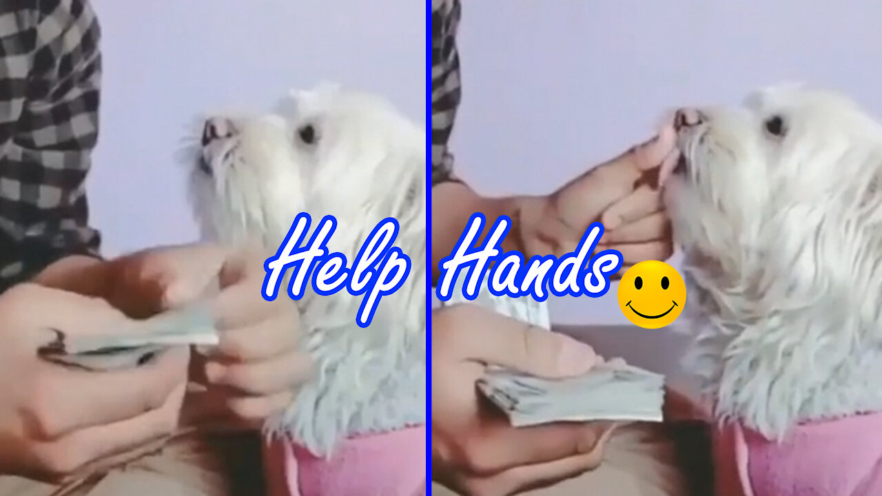 😲 PUPPY'S HELP HANDS 😲