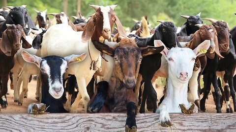 Goat Farming in Pakistan Profitable Tips for 2024