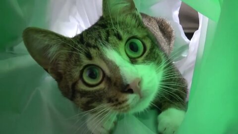 I Will Catch U Hooman !
