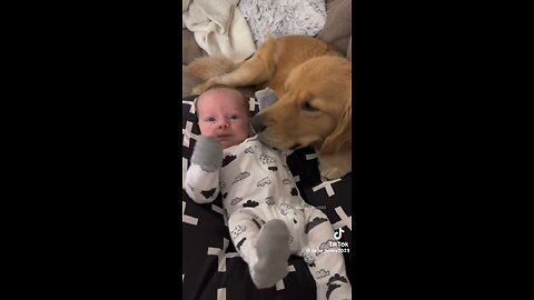 Dogs love with baby