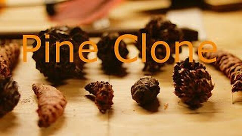 Pine Clone