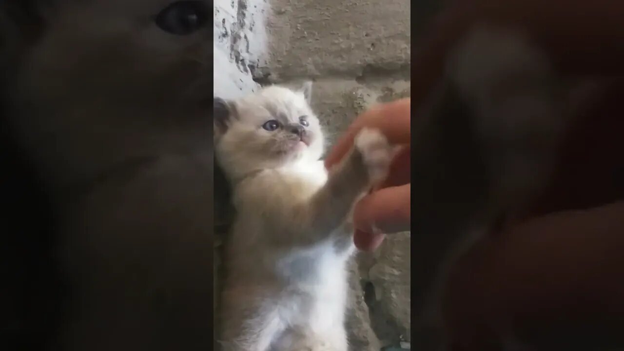 Getting Mauled by World's Cutest Kitten #Kitten #cute #playing #cat