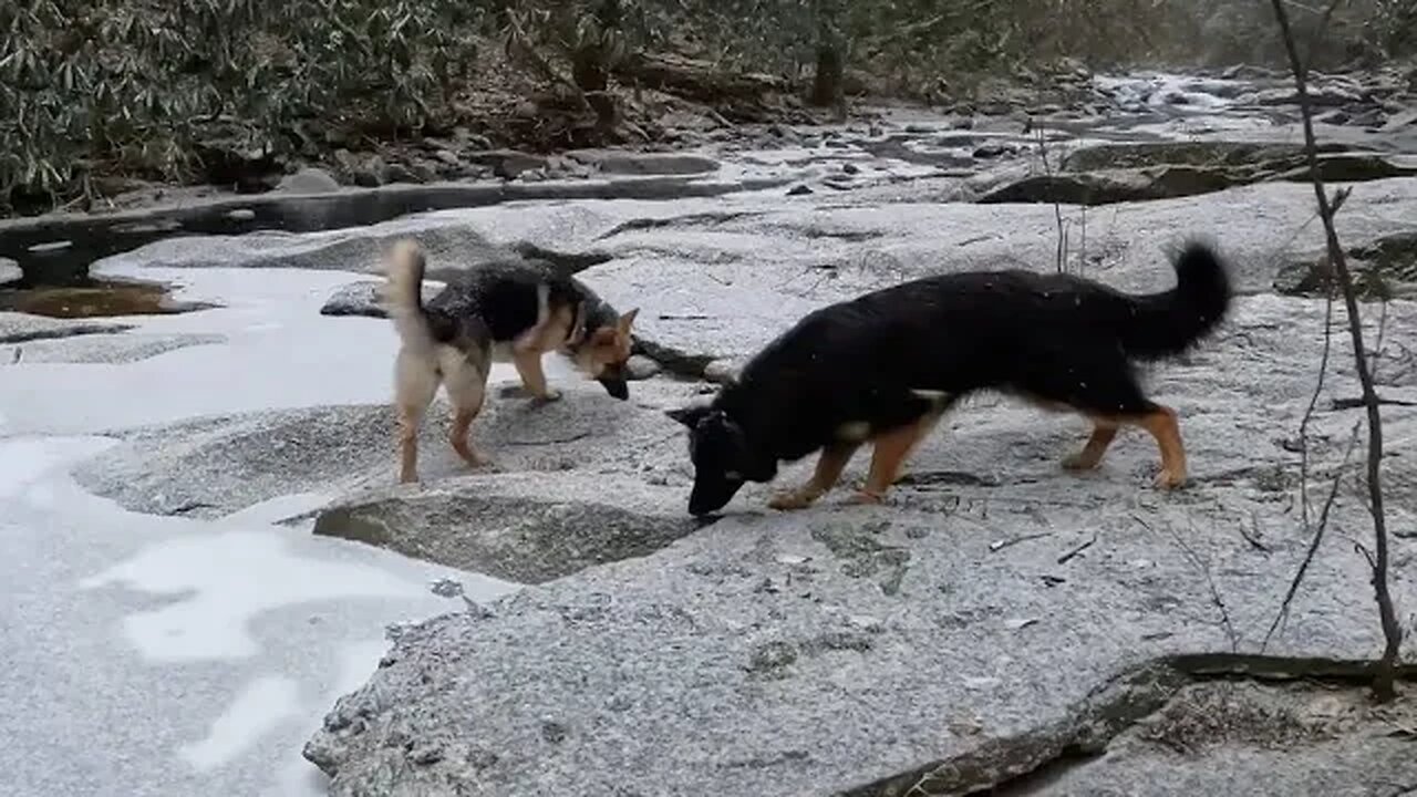 Wolfdogs go camping in a storm!