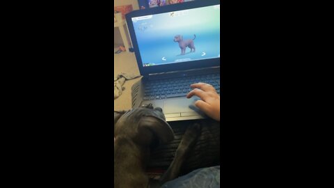 Puppy reacts to new best friend on the Sims 4