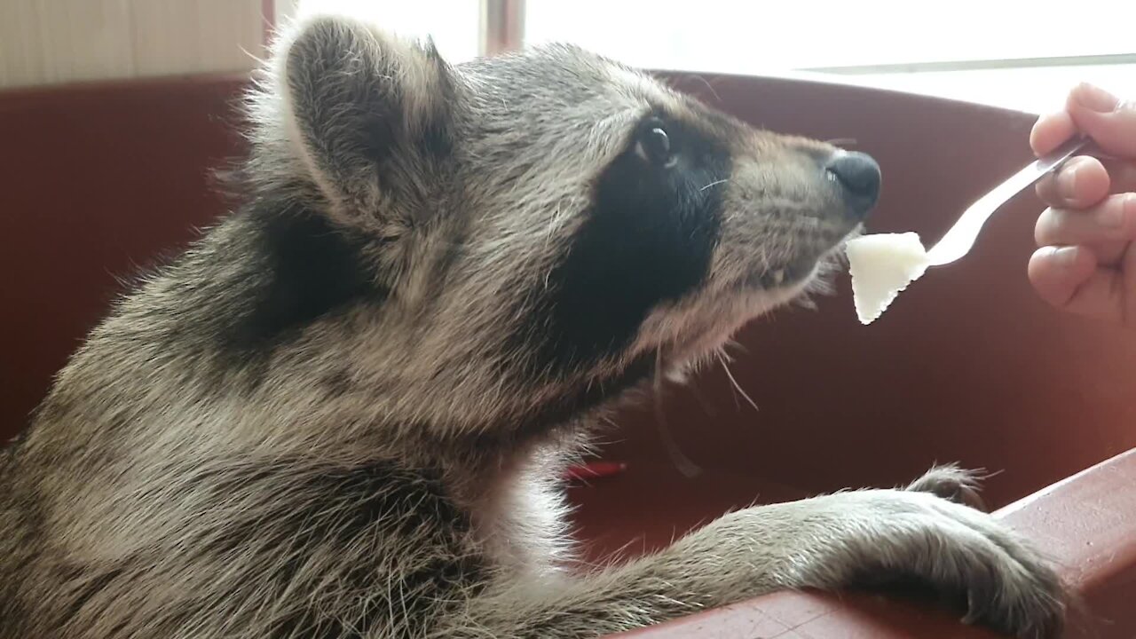 Raccoon gently eats pear slices from a fork