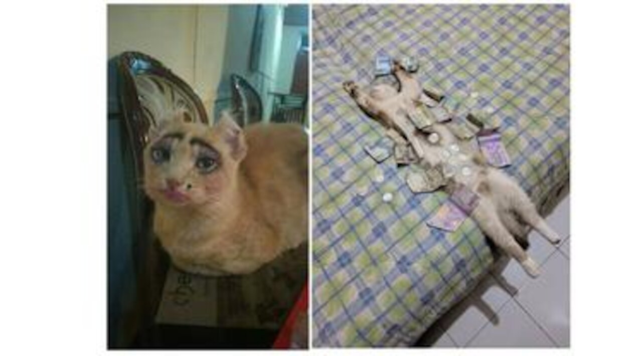 New funny cat