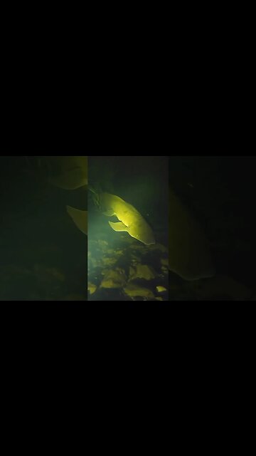 Night Snorkelling with RIVER MONSTERS ‼️ #fishing #shorts