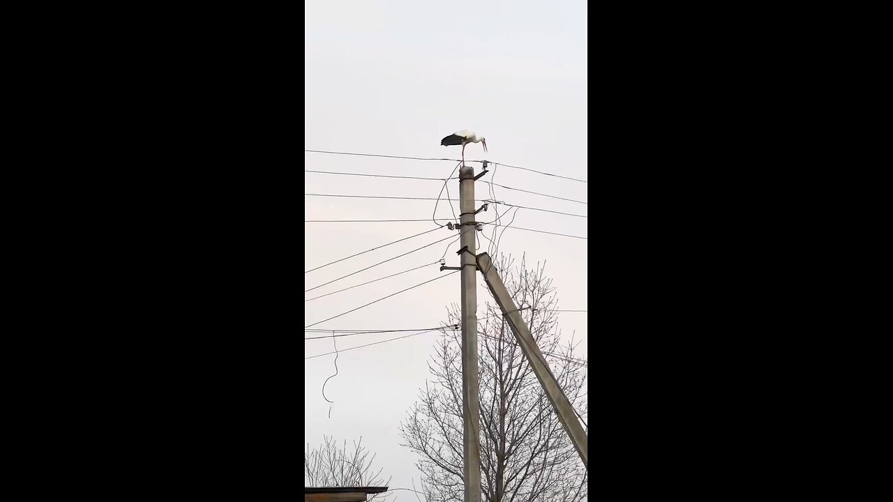 The stork dropping the sticks in shock of its home being gone actually made me tear up. 💜