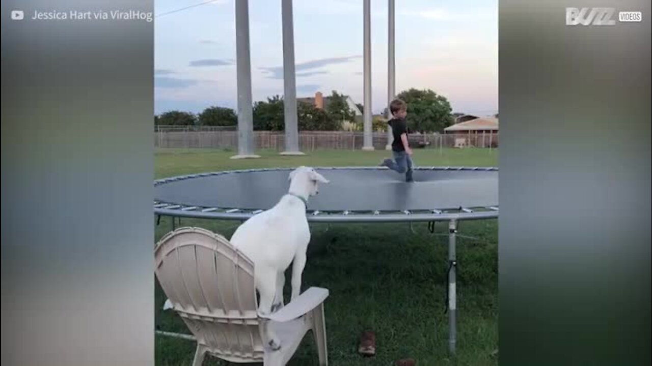 Menino diverte-se em trampolim com o seu melhor amigo, uma cabra!