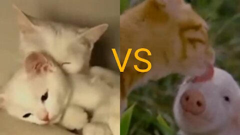 Cat video funny please share and like