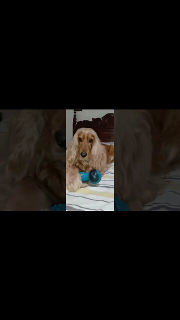 worldpet, children, dog world, animals world, dog, doglove, dog life, animals, nature, flowers, kids, news, tv, intertainment