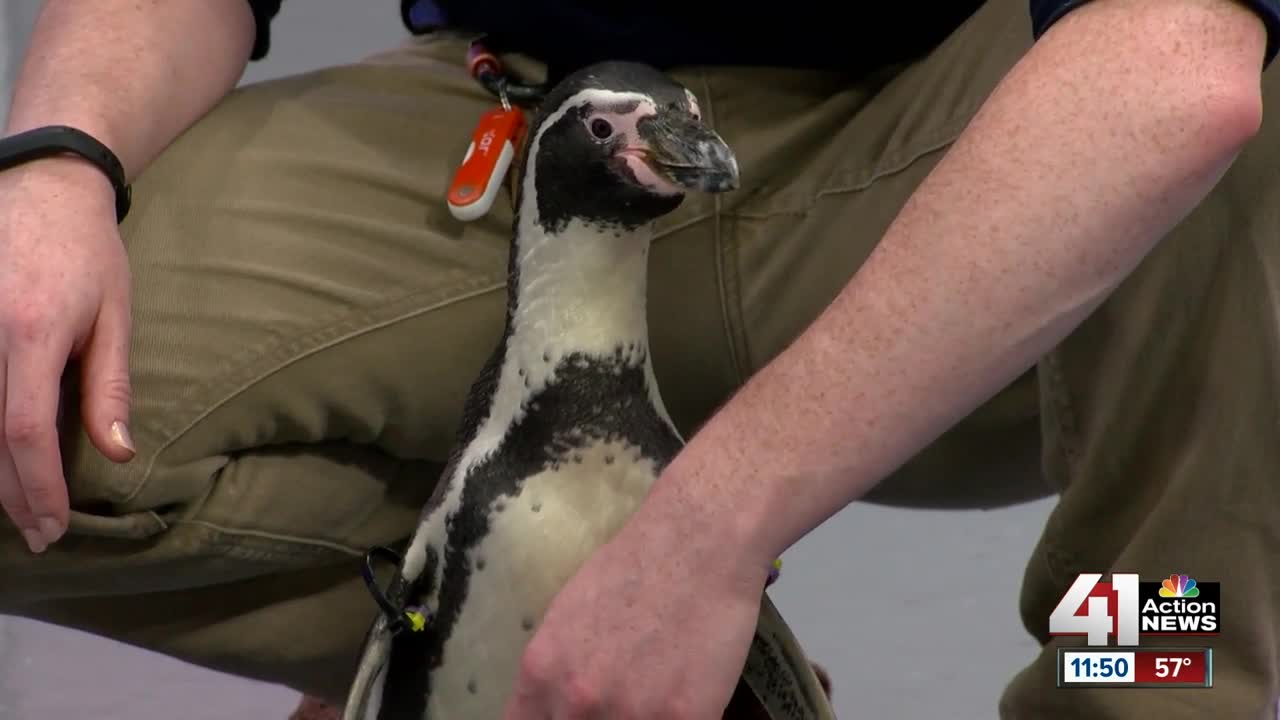 Kansas City Zoo plays key role in protecting penguins