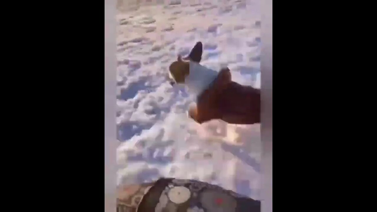You have never seen a winter wonderland dog like this! Guaranteed #shorts